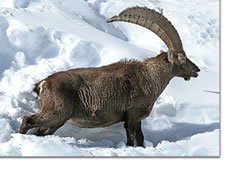 ibex